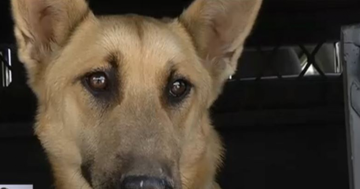 E Cape K-9 unit gets a generous donation