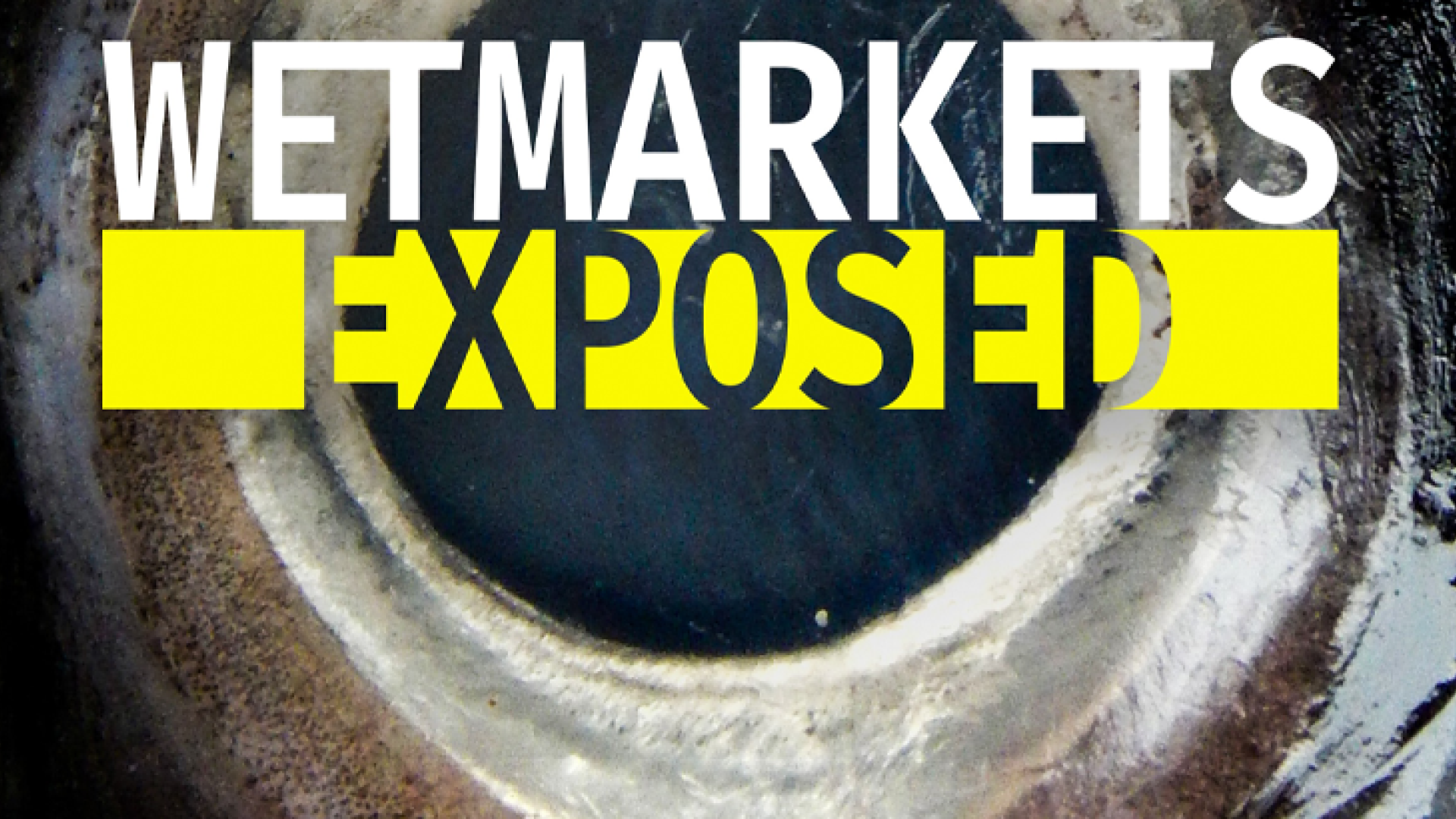 Wet Markets Exposed eXposed Channel 109
